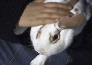 Petting,Ana Black