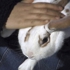 Petting