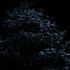 03_cytoplasm_of_the_tree