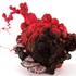 Ag_redblossomingbiotope2