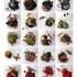 Collection