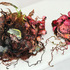 Amygross_optomisticbiotopedetail1
