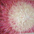 Dscn1309_2