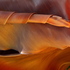 Giant_bird_of_paradise