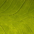 Leaf_detail
