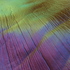 Golden_purple_palm