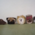 Dogheads