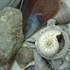 Shell_1