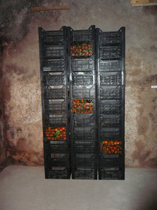 -performance-installazione_wunderkammern__2009