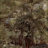 Azizcucher_ficus_2