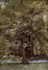 Azizcucher_ficus_2