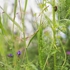 Gall_crawl_06