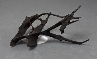 The Smell of Moondust,Emilie Halpern