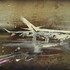 A_busci_aereo_bianco