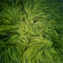 Lawn_08