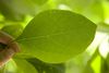Aspenmays_everyleaf_0339