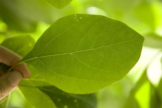  Every leaf 0339,Aspen Mays
