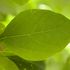 Aspenmays_everyleaf_0339