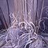 Dead_grass__early_spring_12