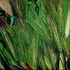 Mature_grass__summer_04