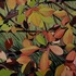 Dying_grass__autumn_08