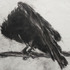 Hanson_crow_rain_1