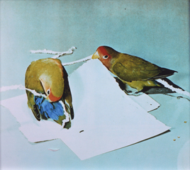 lovebirds,Emilie Halpern