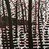 Three_dee_forest