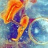 Img009_copy
