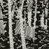 Woody_s_forest