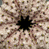 Marmoratus_nudicup_detail_inside_copy