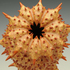 Parasitcapus_cup_detail_copy