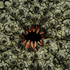 Crawl_strongylocentrotus_detail_copy