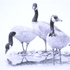 Canadas__geese