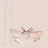 Mating_daggerwings_with_true_lovers_knot