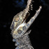 Garn_amazon_alligator_front