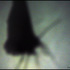 6-7_bug_shadows_on_tent_21a