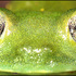 6-1_cochranella_midas_frog_eyes_05
