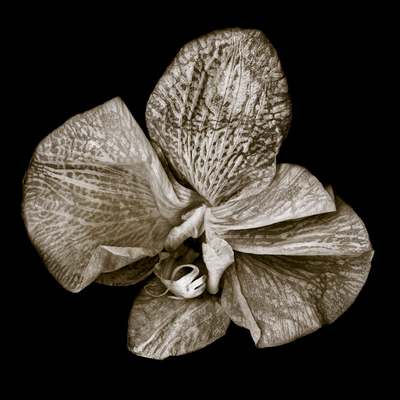 Phalaenopsis_3