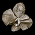 Phalaenopsis_3