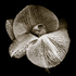 Phalaenopsis_2