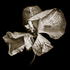 Phalaenopsis_1