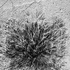 Mschiff_bush_srgb
