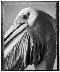Pélican de profil, Paris, 1982,Bettina Rheims