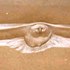 Flying_eagle