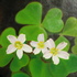 Luckythree