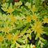 Yellowflowers2