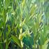 Grass