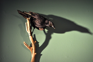 Crow,Liz Young