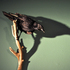 Naturemortecrow